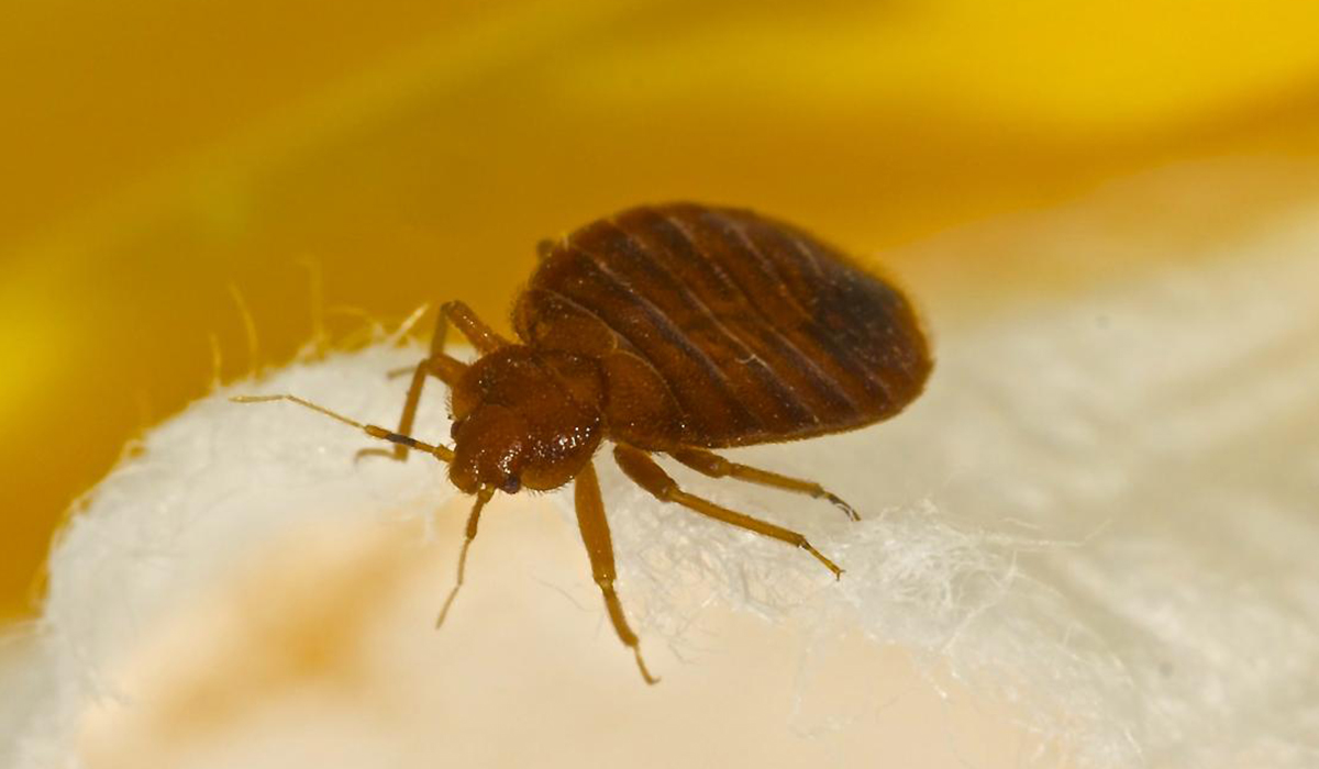 6 Home Remedies you can use to get Rid of Bed Bugs